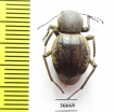 Tenebrionidae sp.  Zambia - INSECTS-STORE.RU