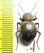 Tenebrionidae sp.  Zambia - INSECTS-STORE.RU