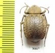 Tenebrionidae sp.  Zambia - INSECTS-STORE.RU