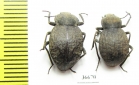 Tenebrionidae sp.  Zambia - INSECTS-STORE.RU