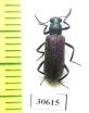 Tenebrionidae sp.  Zambia - INSECTS-STORE.RU