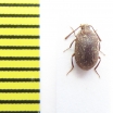 Tenebrionidae sp.  Zambia - INSECTS-STORE.RU