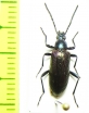 Tenebrionidae sp.  Zambia - INSECTS-STORE.RU