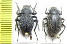 Tenebrionidae sp.  Zambia/Tanzania - INSECTS-STORE.RU