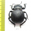 Gonopus sp.  Zambia - INSECTS-STORE.RU