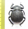 Gonopus sp.  Zambia - INSECTS-STORE.RU