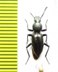 Nothocerus cylindricornis  Zambia - INSECTS-STORE.RU
