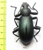 Odontopezus sp.  Zambia - INSECTS-STORE.RU