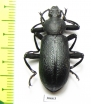 Odontopezus sp.  Zambia - INSECTS-STORE.RU