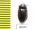 Peltoides sp.  Zambia - INSECTS-STORE.RU