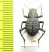 Renatiella sp.  Mozambique - INSECTS-STORE.RU