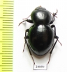 Tenebrionidae sp.  Angola - INSECTS-STORE.RU