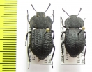 Tenebrionidae sp.  Zimbabwe - INSECTS-STORE.RU