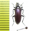 Tenebrionidae sp.  Zimbabwe - INSECTS-STORE.RU