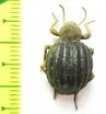 Tenebrionidae sp.  Zimbabwe - INSECTS-STORE.RU