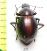 Psammodes sp.  Zimbabwe - INSECTS-STORE.RU