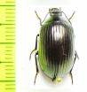 Tenebrionidae sp.  Ethiopia - INSECTS-STORE.RU