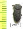 Tenebrionidae sp.  Ethiopia - INSECTS-STORE.RU
