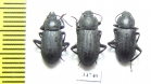 Tenebrionidae sp.  Ethiopia - INSECTS-STORE.RU