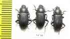 Tenebrionidae sp.  Ethiopia - INSECTS-STORE.RU