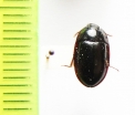 Peltoides longulus inhirsutus  Ethiopia - INSECTS-STORE.RU