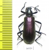 Tenebrionidae sp.  Cote d'Ivoire - INSECTS-STORE.RU