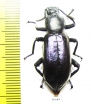 Tenebrionidae sp.  Cote d'Ivoire - INSECTS-STORE.RU