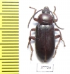 Achrostus girardi  Cote d'Ivoire - INSECTS-STORE.RU