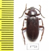 Achrostus girardi  Cote d'Ivoire - INSECTS-STORE.RU
