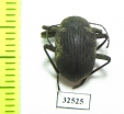 Tenebrionidae sp.  Malawi - INSECTS-STORE.RU