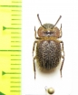 Pogonobasis sp.  Kenya - INSECTS-STORE.RU