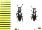 Tenebrionidae sp.  Kenya - INSECTS-STORE.RU