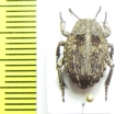 Orientochile elegans  Kenya - INSECTS-STORE.RU