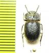 Pogonobasis sp.  Kenya - INSECTS-STORE.RU