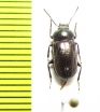 Tenebrionidae sp.  Namibia - INSECTS-STORE.RU