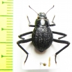 Tenebrionidae sp.  Namibia - INSECTS-STORE.RU