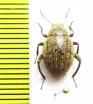 Tenebrionidae sp.  Namibia - INSECTS-STORE.RU