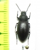 Tenebrionidae sp.  Namibia - INSECTS-STORE.RU