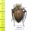 Tenebrionidae sp.  Namibia - INSECTS-STORE.RU