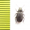 Tenebrionidae sp.  Namibia - INSECTS-STORE.RU