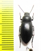 Tenebrionidae sp.  Namibia - INSECTS-STORE.RU