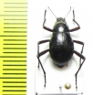 Cauricara brunnipes  Namibia - INSECTS-STORE.RU
