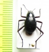 Cauricara brunnipes  Namibia - INSECTS-STORE.RU