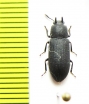 Cryphaeus sp.  Namibia - INSECTS-STORE.RU