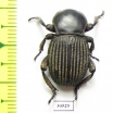 Gonopus sp.  Namibia - INSECTS-STORE.RU