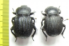 Gonopus sp.  Namibia - INSECTS-STORE.RU