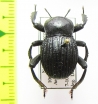 Gonopus tibialis  Namibia - INSECTS-STORE.RU
