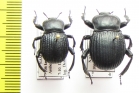Gonopus tibialis  Namibia - INSECTS-STORE.RU
