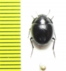 Gyrosis sp.  Namibia - INSECTS-STORE.RU
