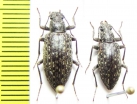Imatismus sp.  Namibia - INSECTS-STORE.RU
